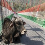 インドでヨガ修行(2)