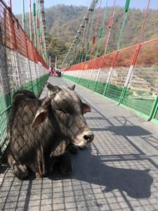 インドでヨガ修行(2)