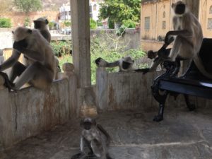 女一人でインドを旅してみたら（ジャイプール編②）