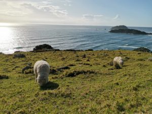 日課になりつつあること
