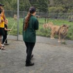 NZのライオン