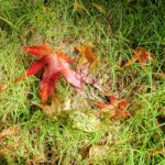 紅葉シーズン到来