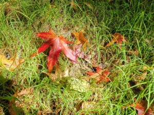 紅葉シーズン到来